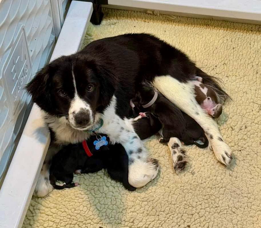 Pilots N Paws tweet media