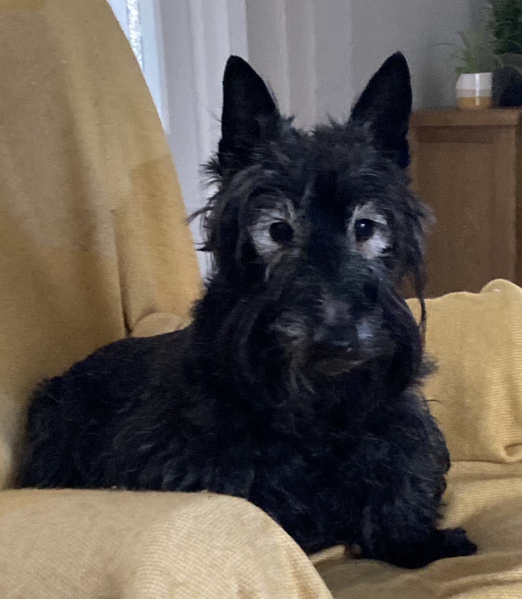 veronika stevens tweet media