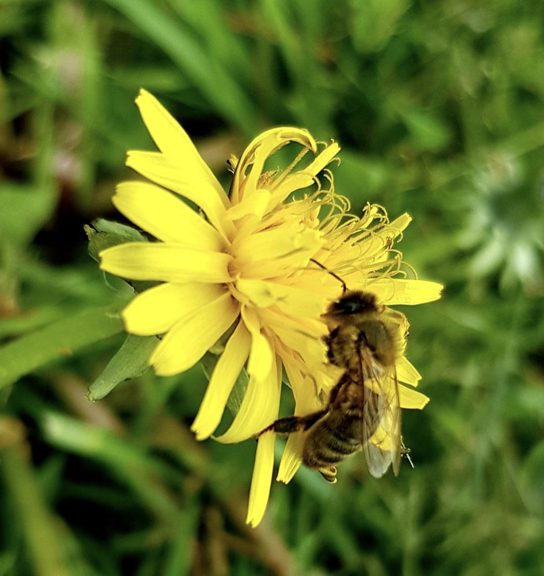 Lissadell House tweet media