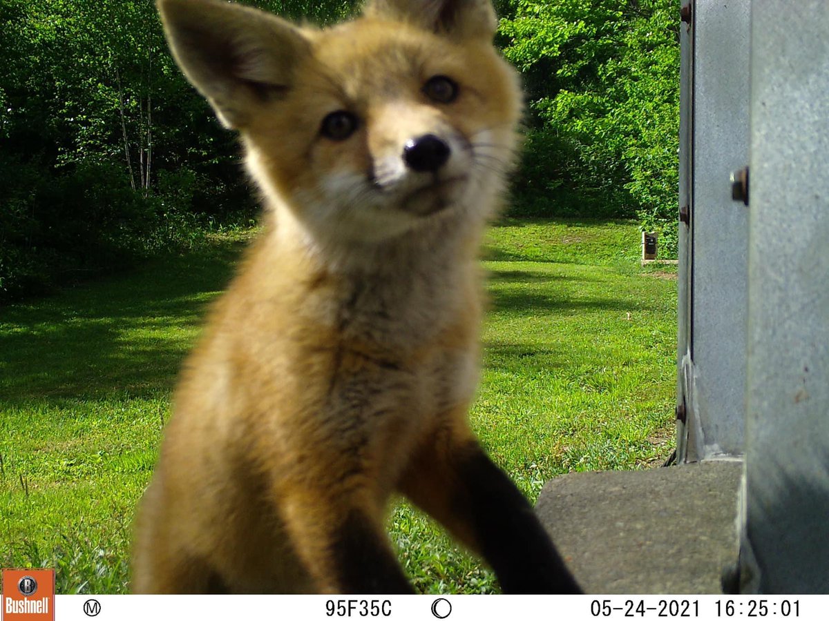 trailcam tweet media