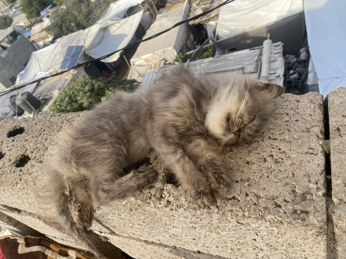 SHARIF 𓂆 tweet media