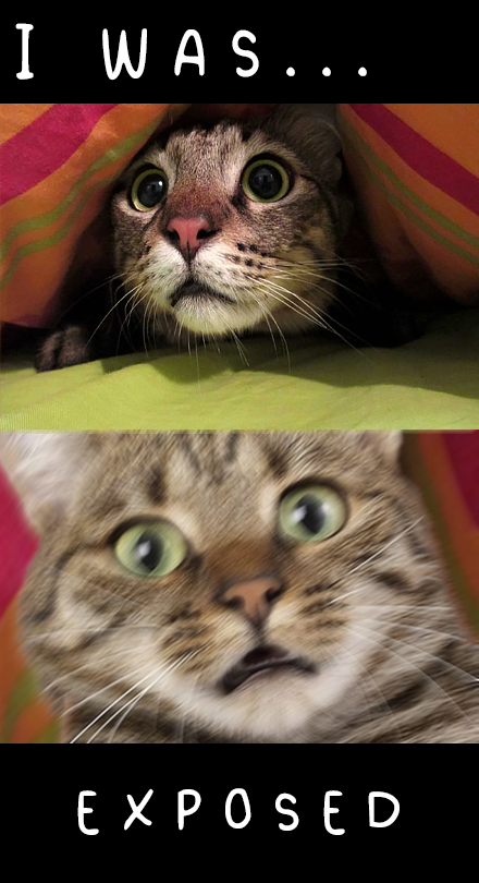 🤓🧤RealSlowLoris🦁🪙 tweet media