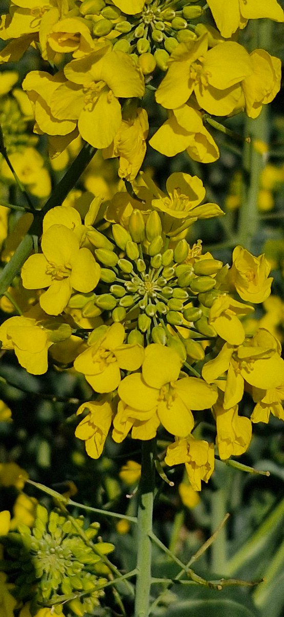 FPetorin's tweet image. Petit coucou depuis longtemps !!
Un peu de jaune dans votre vie !!
Bonne soirée et bon week-end tout le monde !!☺️😍
@Fragritwittos @terresinovia @terresoleopro
#yellow #colza #NatureVibes #nature #NaturePhotographer #Agriculteur #agriculture #SaturdaySublime #weekend