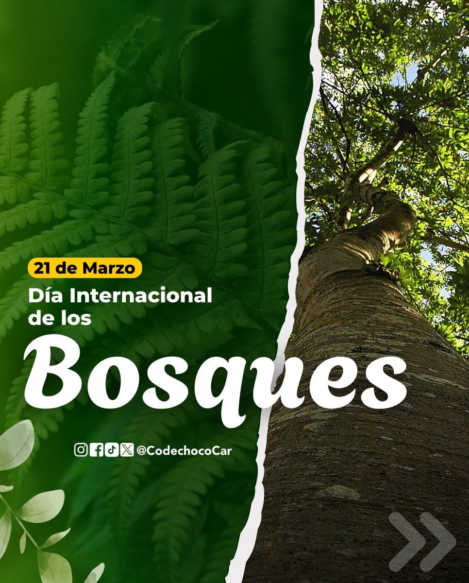 CODECHOCÓ tweet media