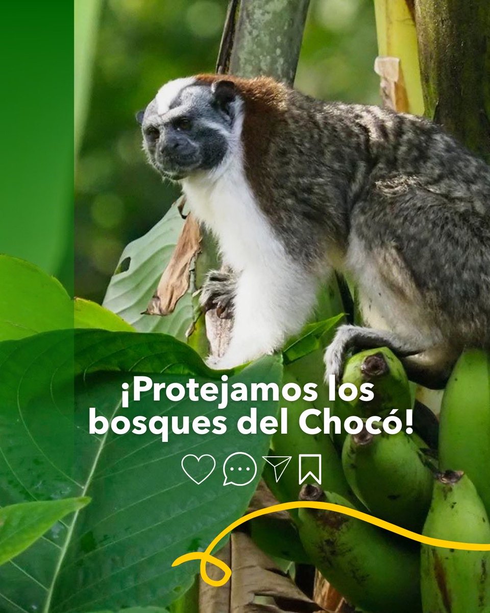 CODECHOCÓ tweet media