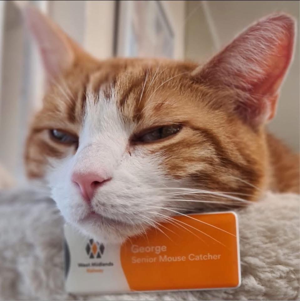 George The Stourbridge Junction Station Cat tweet media