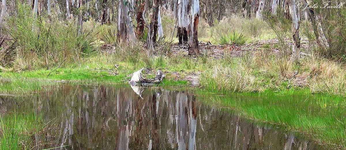 Lithgow Environment tweet media
