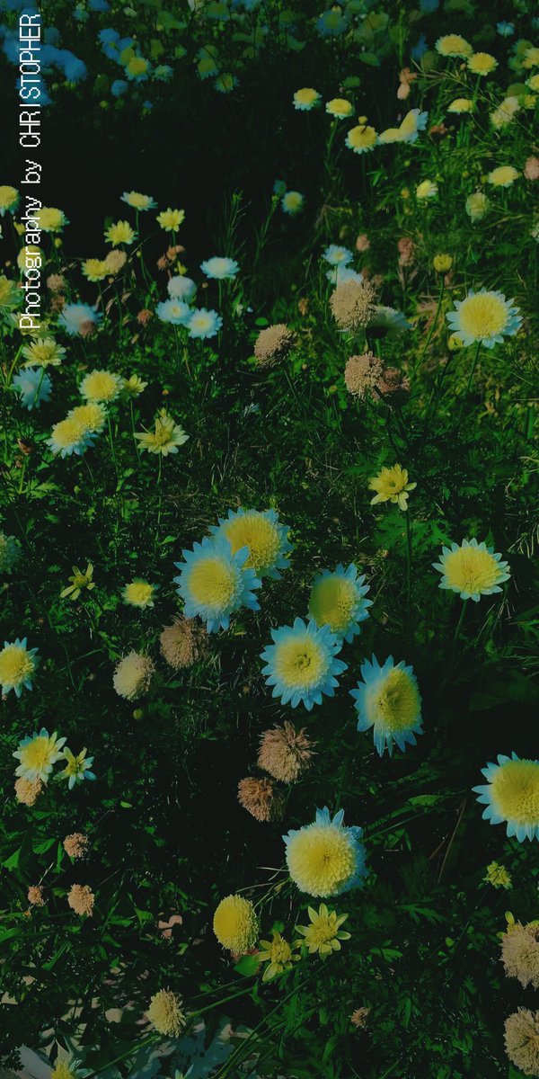 𝕮𝖍𝖗𝖎𝖘𝖙𝖔𝖕𝖍𝖊𝖗 tweet media