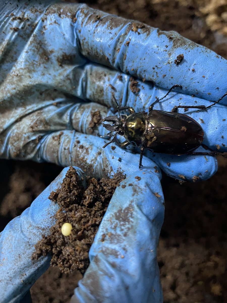 むしぴっぴ tweet media