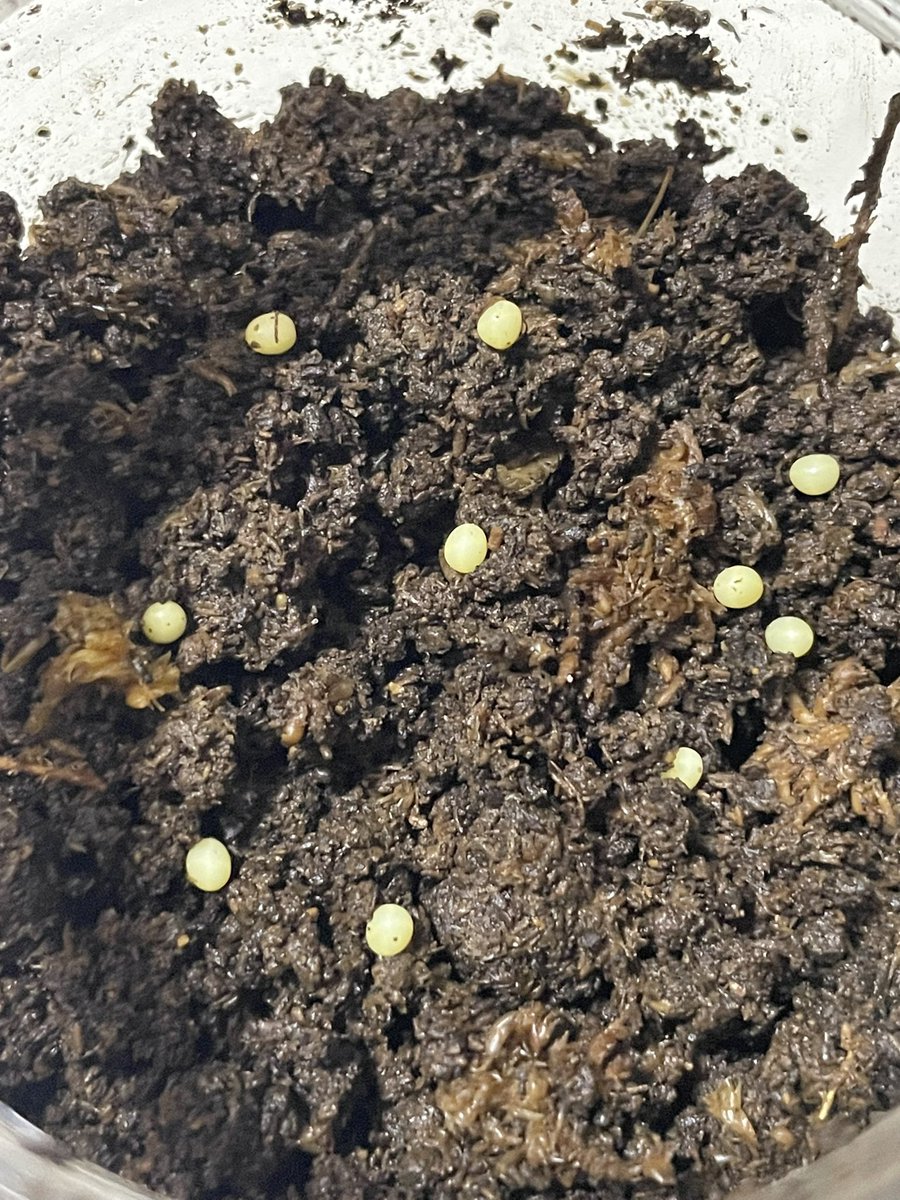 むしぴっぴ tweet media