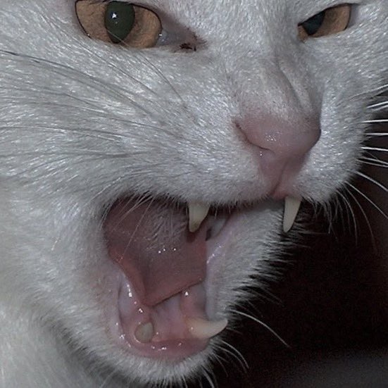 𝐜𝐚𝐦𝐢 𝜗𝜚˚⋆ tweet media