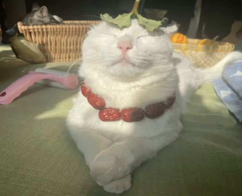 ꒰ ˚๑· 𝓜o .ᐟ Orin! 🐞 Molly's Muse tweet media