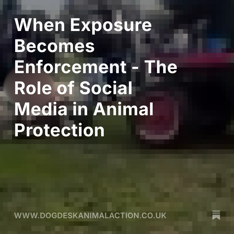 Dog Desk Animal Action tweet media