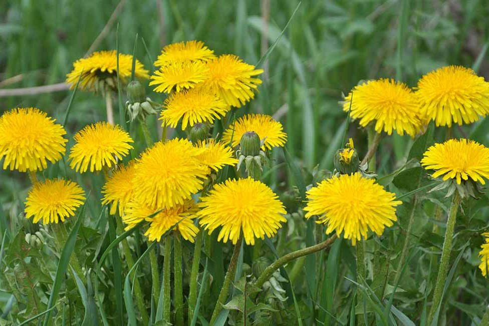 MagpieintheMoonlight tweet media