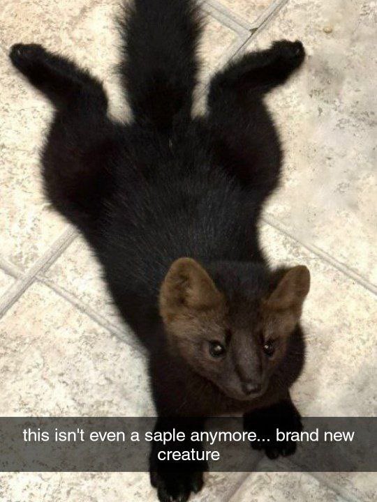 Veles! 🇺🇸☢️❄️ tweet media