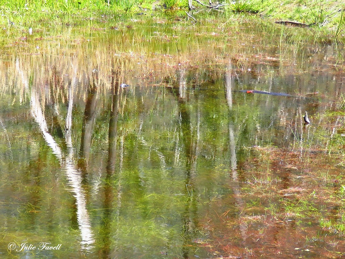 Lithgow Environment tweet media