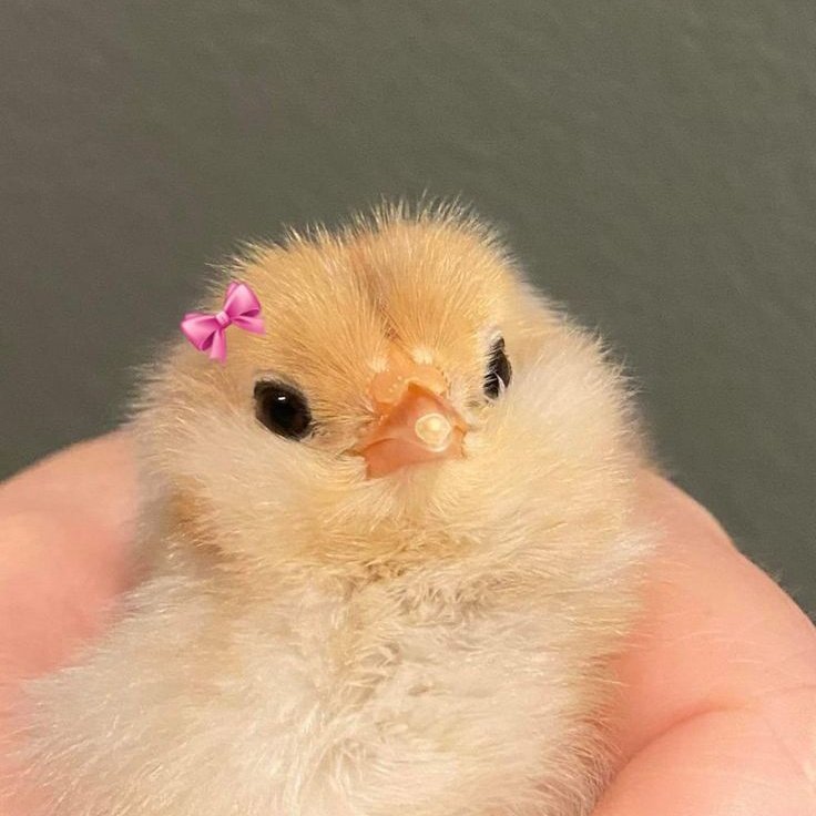 Api 🪽ⓈⓉⒷⓋ tweet media