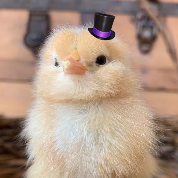 Api 🪽ⓈⓉⒷⓋ tweet media