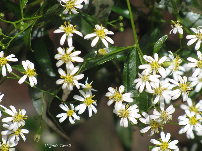 Lithgow Environment tweet media