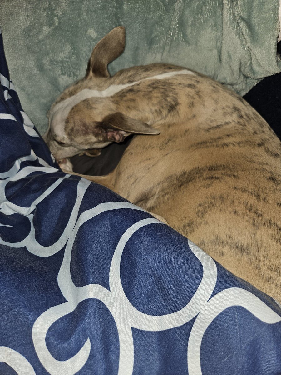 Cooper and Jasper whippet and lurcher tweet media