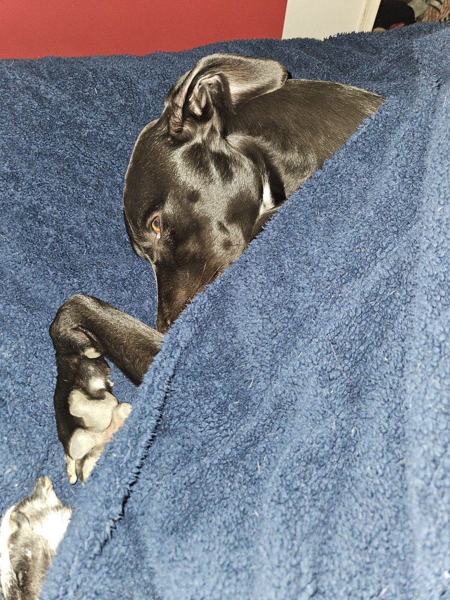 Cooper and Jasper whippet and lurcher tweet media