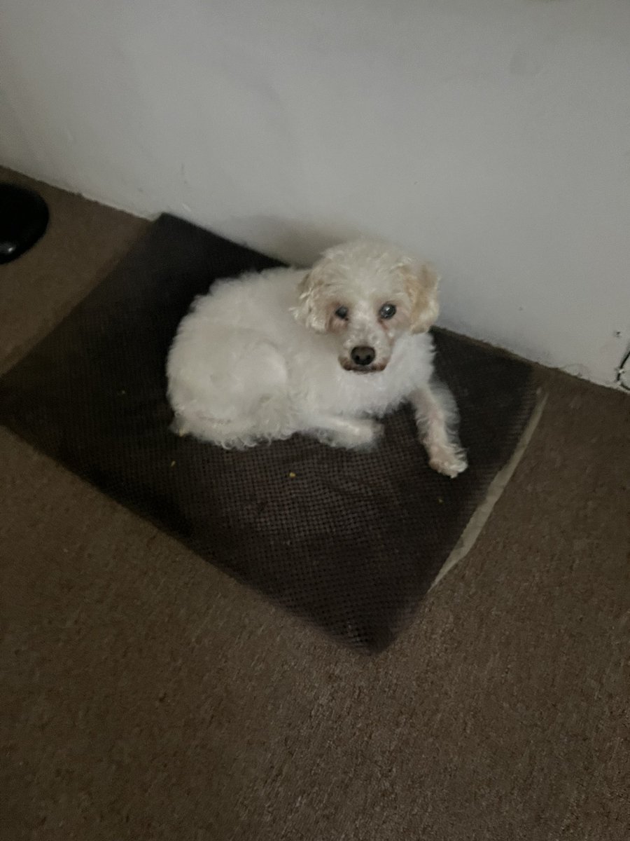 Anamari Gomís 🇺🇦🇵🇸México y España. tweet media