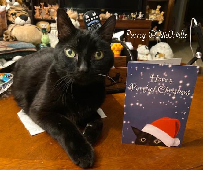 THE Odie Bob Orville 😺 tweet media