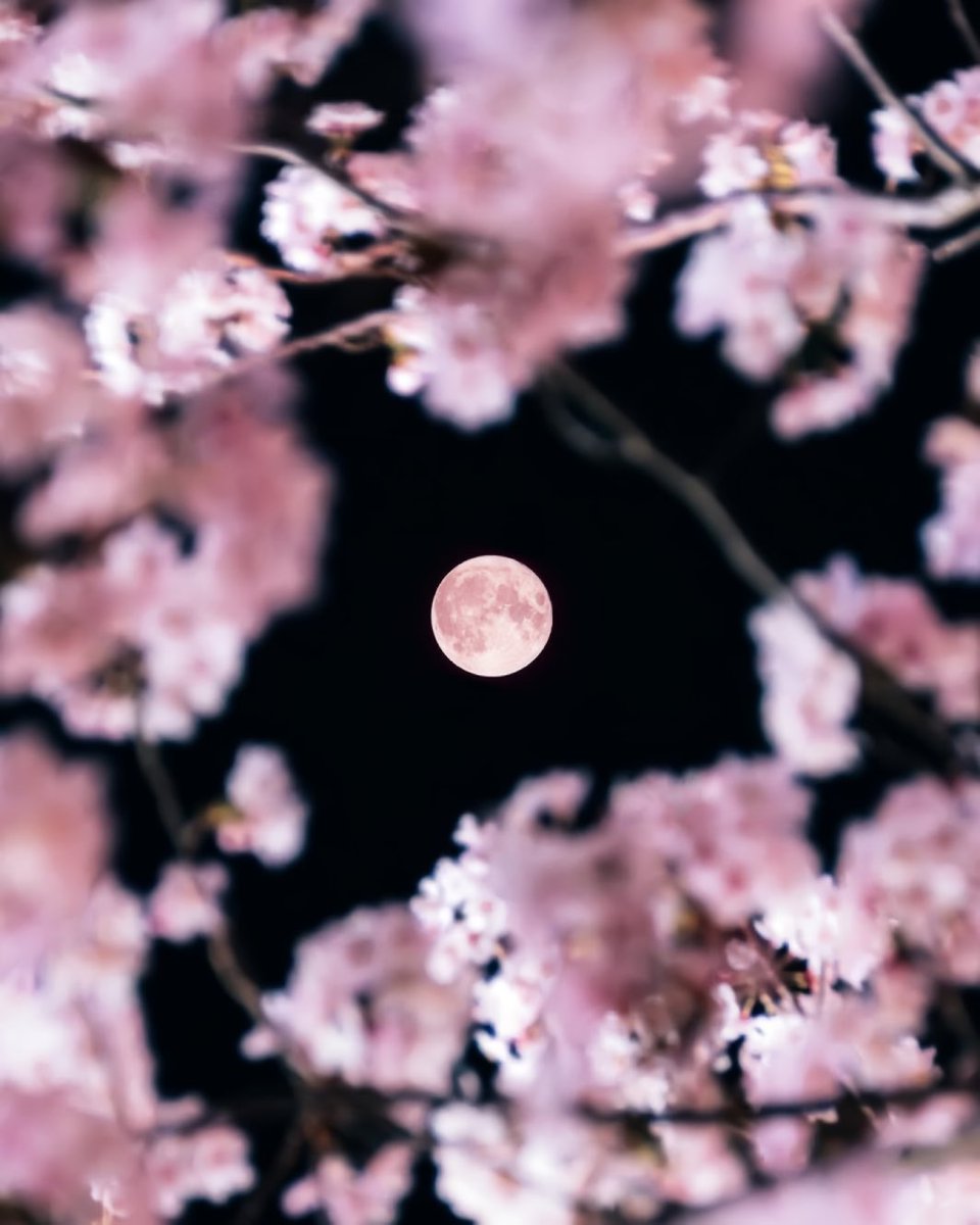 aesthetic tweet media