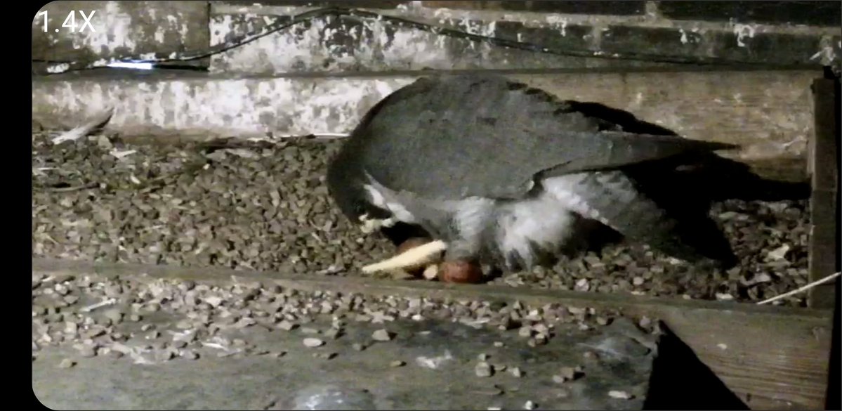 Leamington Spa Peregrines 🥚🥚🥚 tweet media