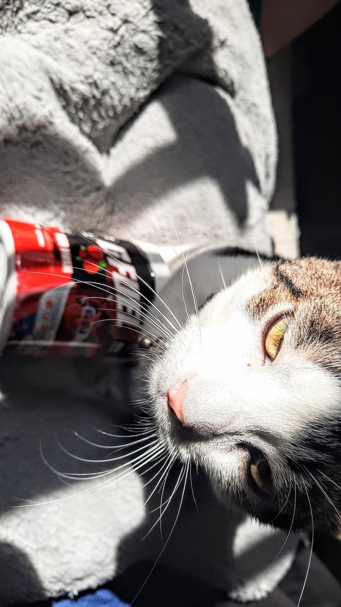 🔞Mazakeen Demonia 🔞Vtuber(4 DAYS TILL BDAY)) tweet media