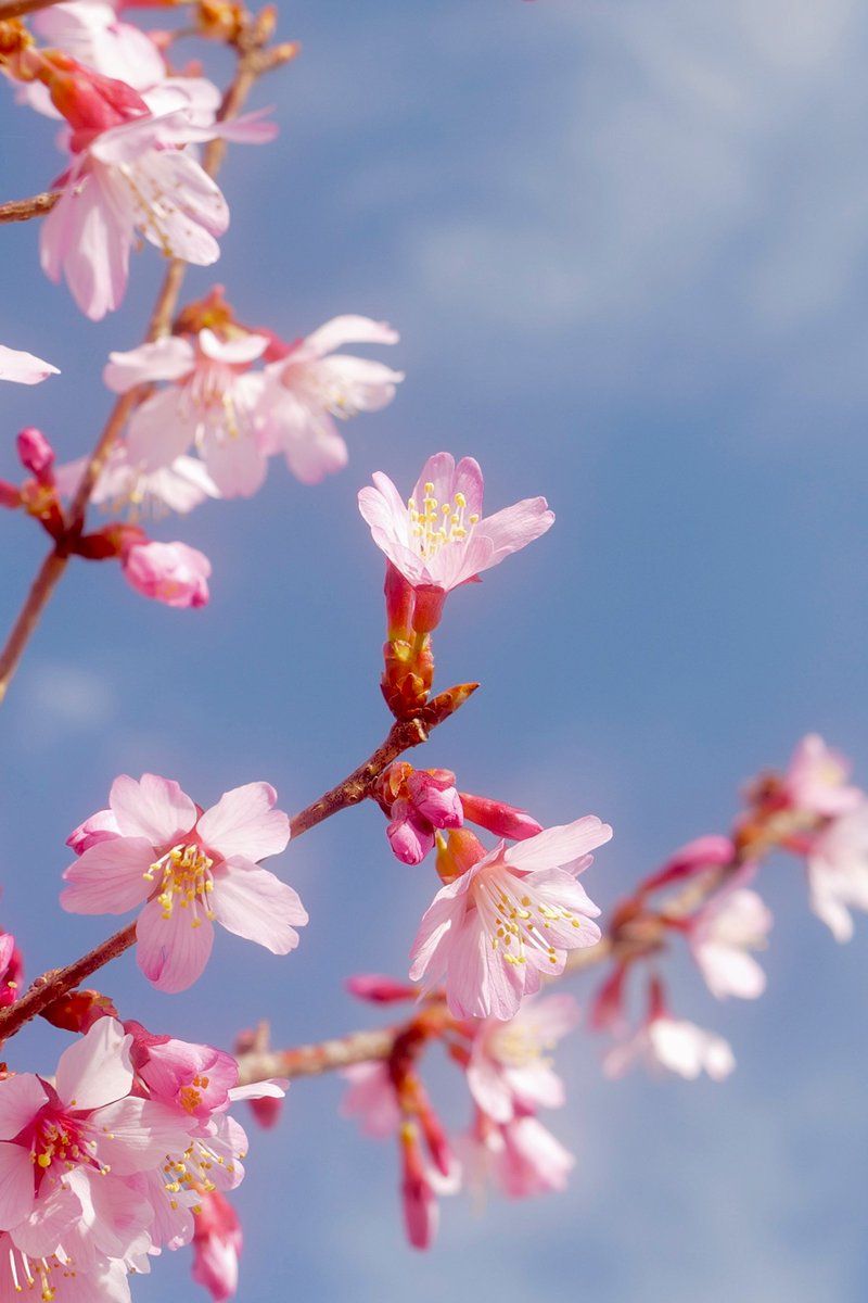 ROG FLOW T tweet media