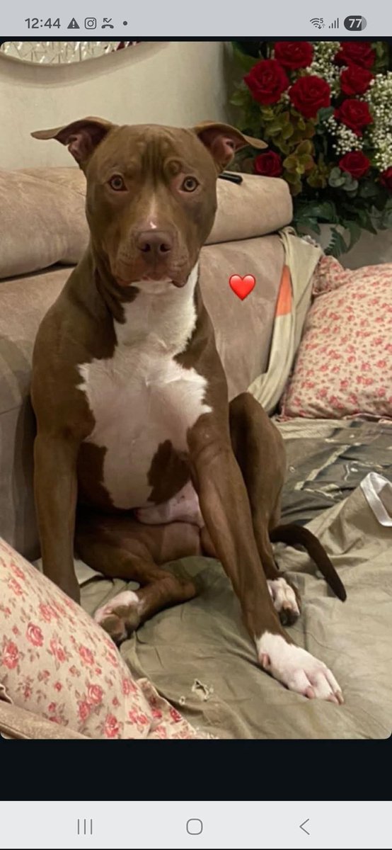 Ricevo,COMPRATO A 40 giorni 
LA MAMMA LO REGALA AL FIGLIO,CHE POI CRESCE SI SPOSA CON LA SOLITA 💩CHE NON VUOLE IL CANE,E LUI COSA FA LO CEDE,Dago ora ha 5 
anni E non lo VOGLIONO più. Dago,Pit Bull cresciuto con i bimbi,buono,equilibrato,sano arriva ovunque.Napoli inf
3351469212