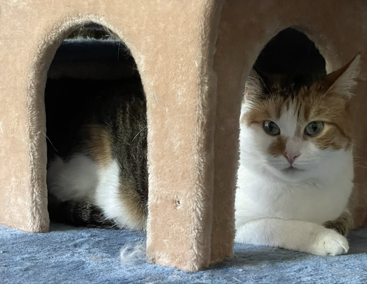 Una O’Connor 👩🏼⚕️💙 tweet media