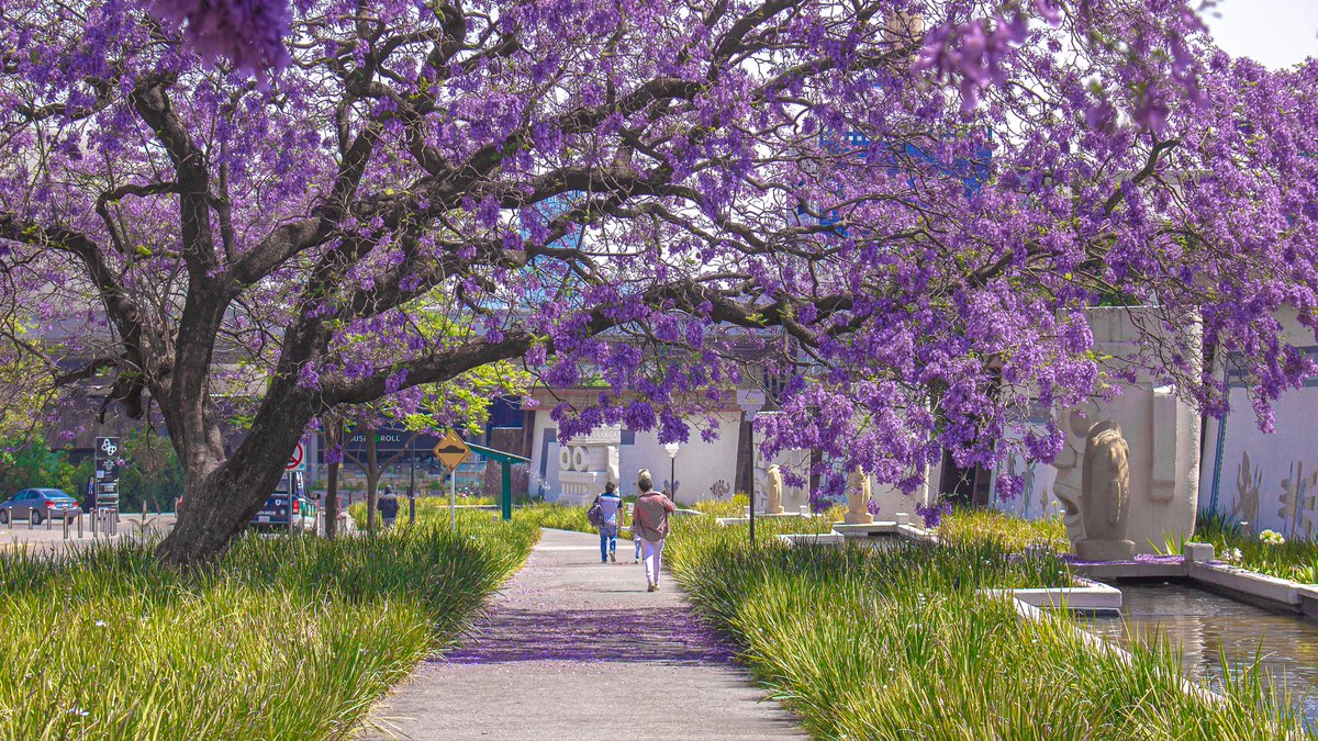 Bosque De Chapultepec tweet media