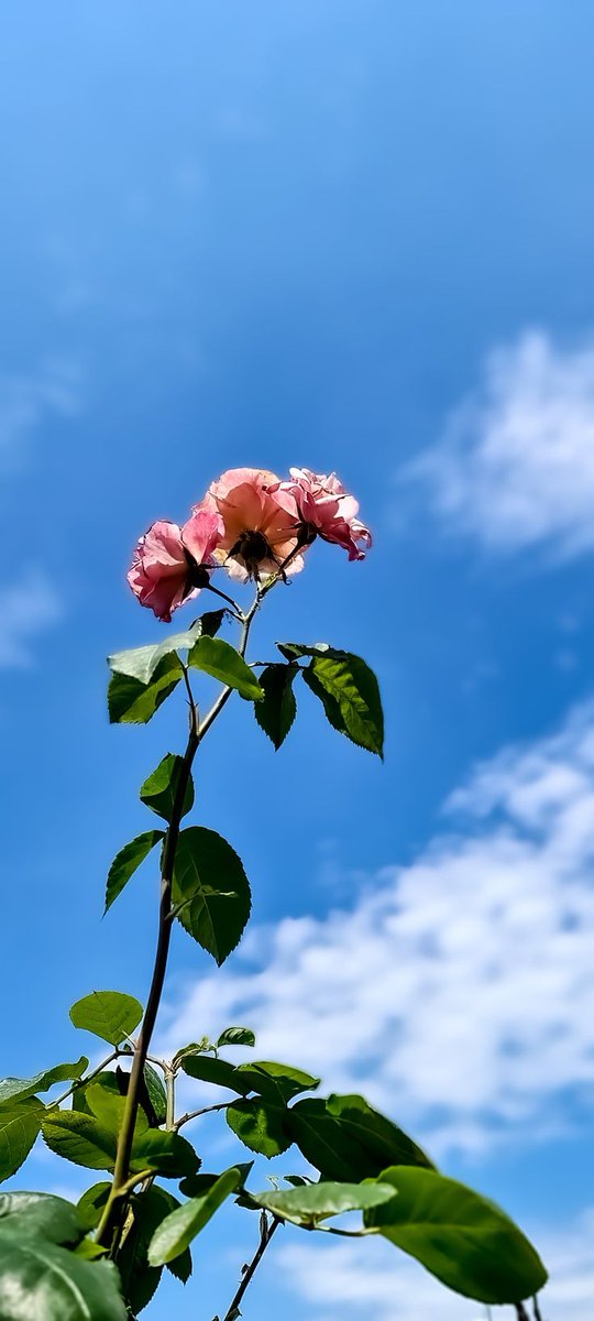 Vanessa Natali tweet media