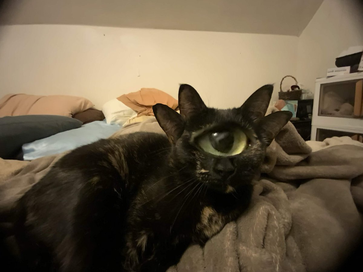 🐸Frog Man🐸 tweet media