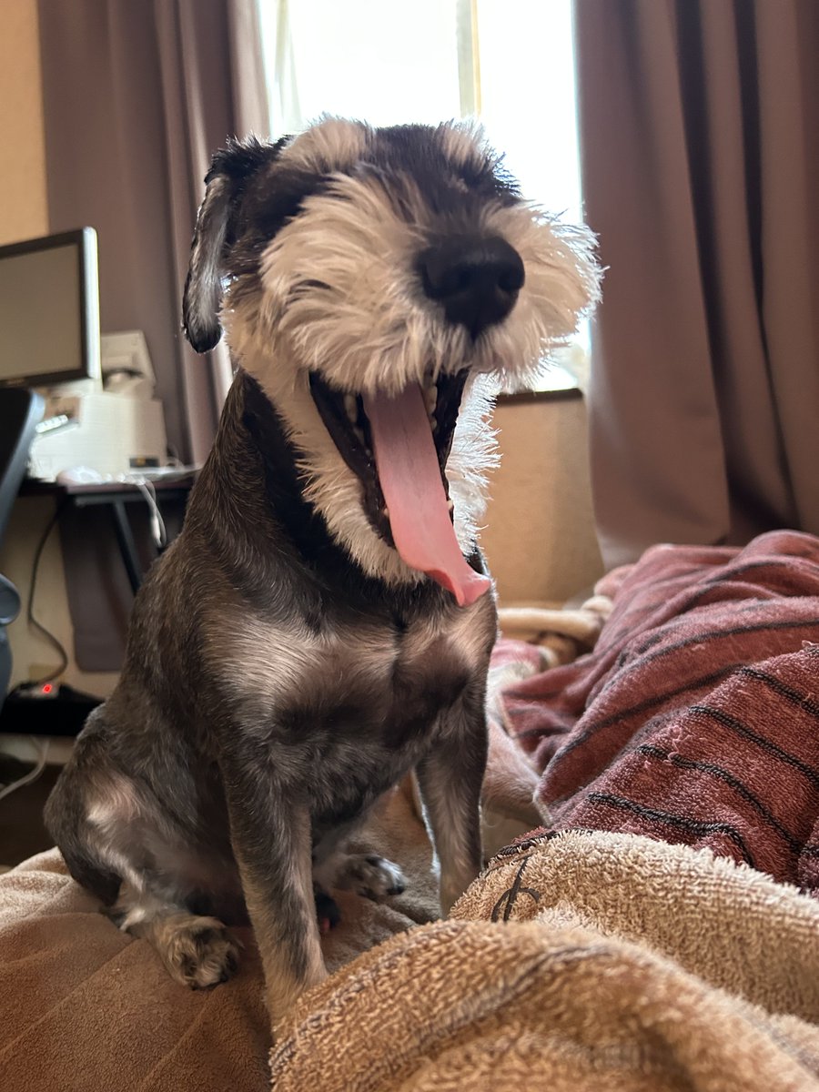 こまっち tweet media