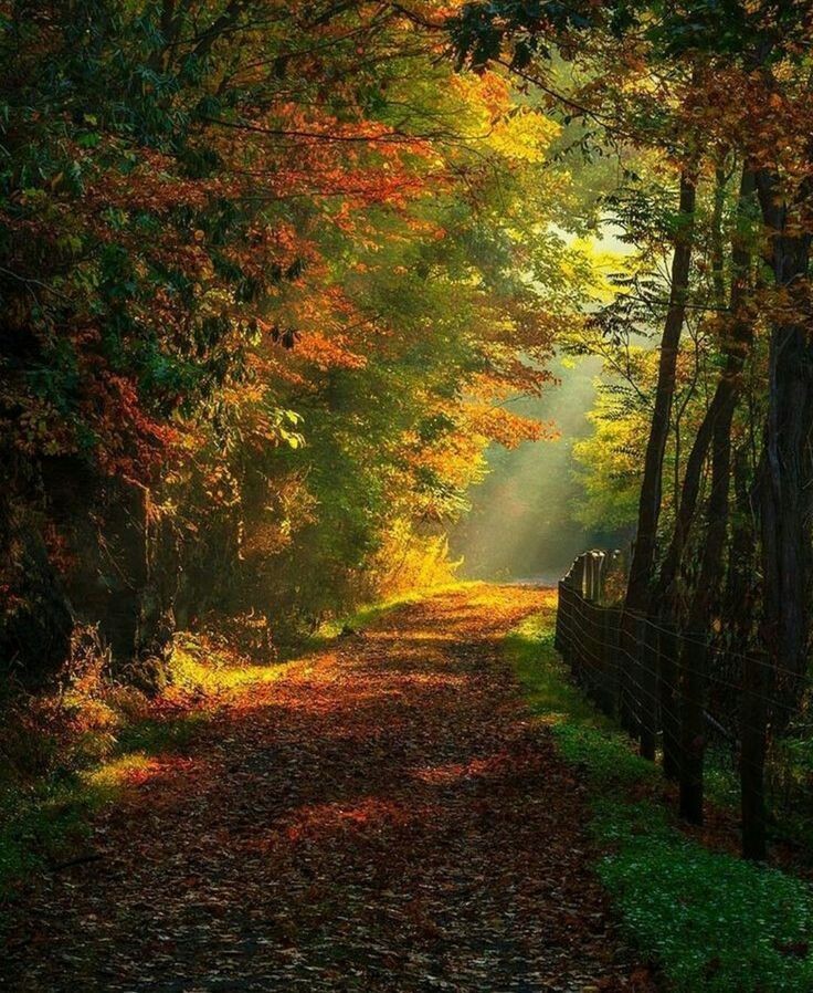 Stephen Odora tweet media