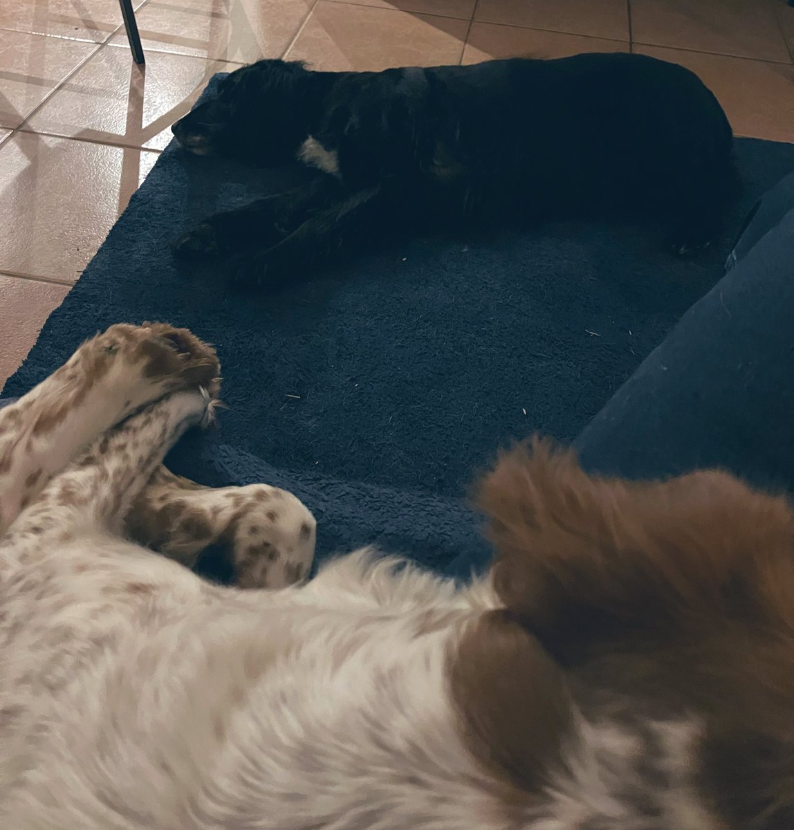 Madcap Spaniels: Max & Menace 🐾 tweet media