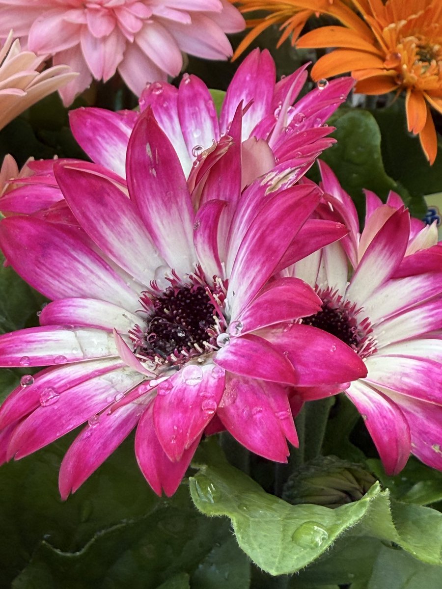 流斗①🌟TA🌸ayu🌸 tweet media