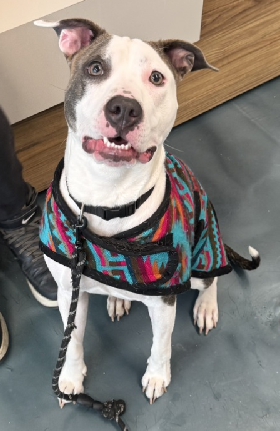 NMBewitched's tweet image. #DogoftheDay 
#SaturdaySublime 
#AdoptionisaPassion 

Georgie🥰😇😍
#LongStay #DiamondDog 
This #PuppyLove has no new photos or videos since December '25.
Another #ForgottenSoul 

Georgie is shy to start, she wants a human to talk to her, offer playtime, training sessions &amp;amp; nice