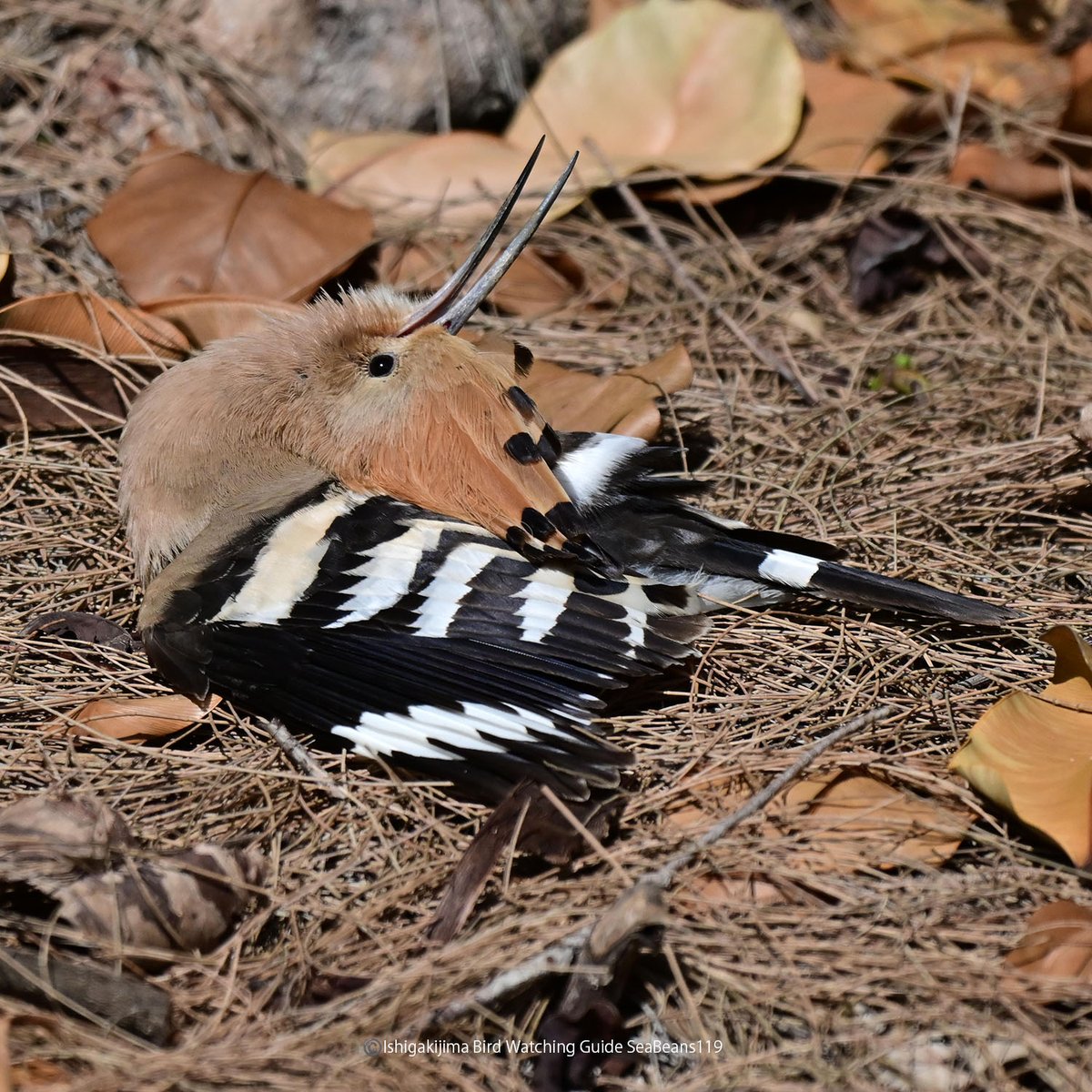 石垣島バードウオッチングガイドSeaBeans tweet media