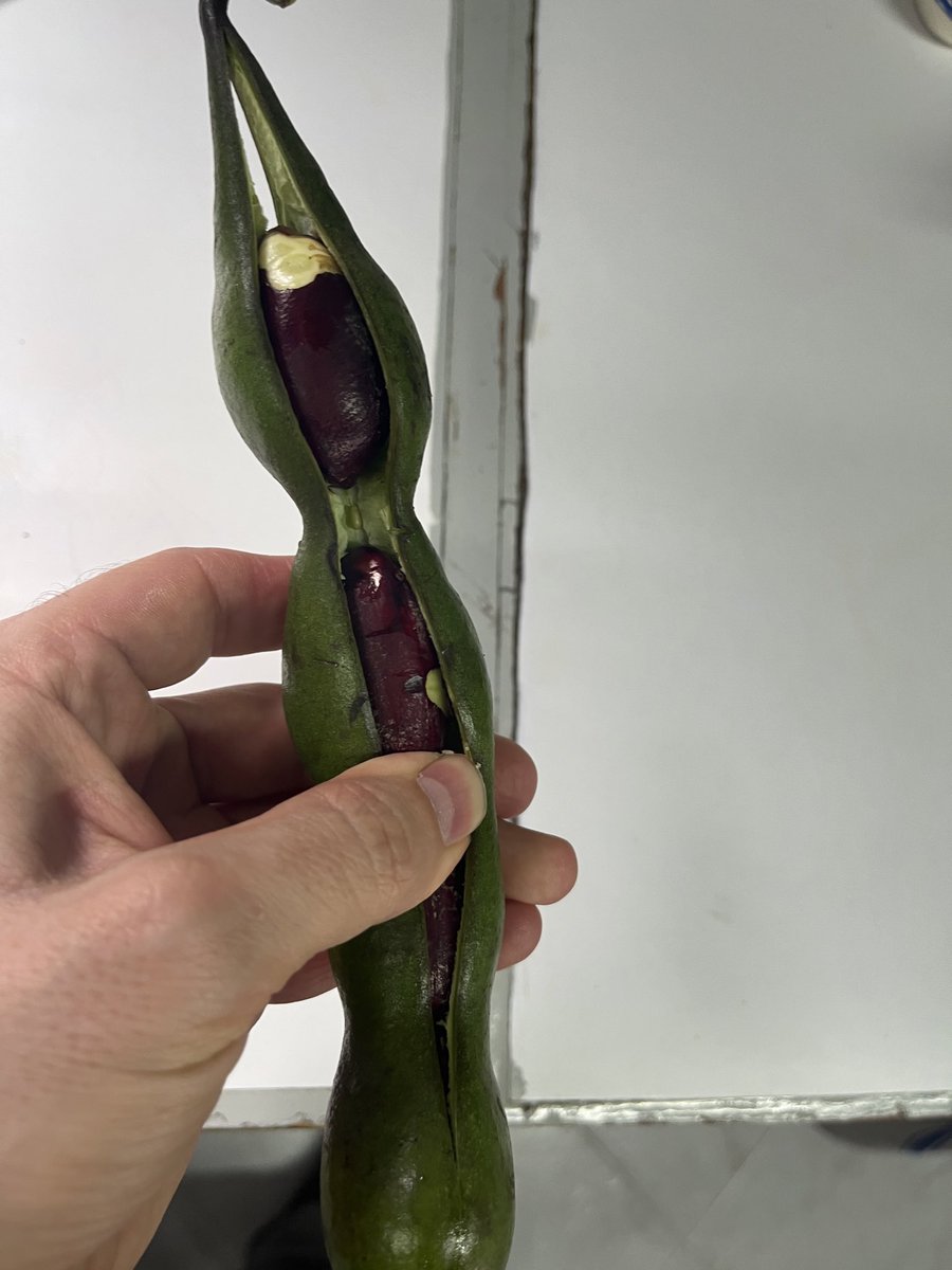 📚 David Kadavy, author tweet media