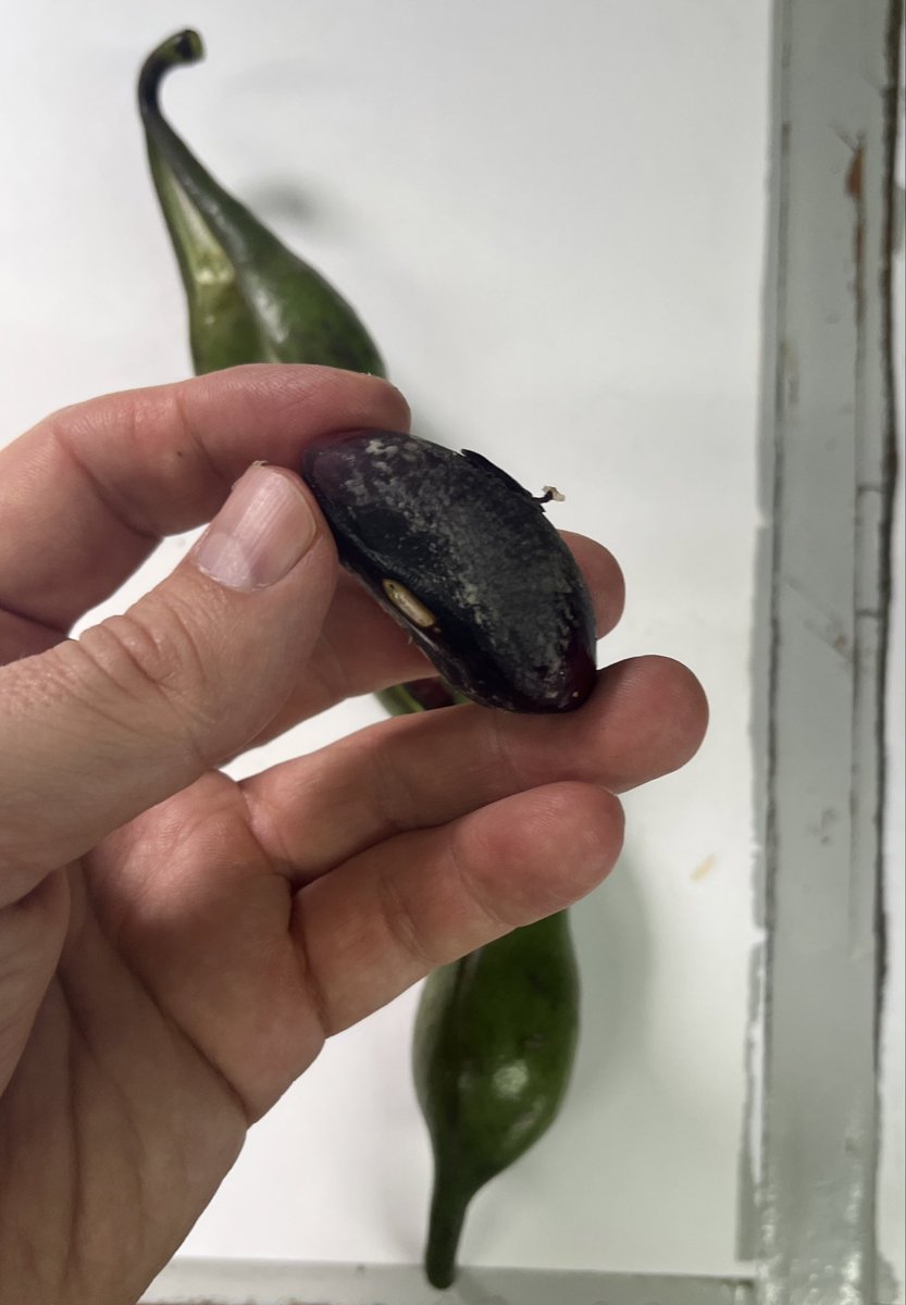 📚 David Kadavy, author tweet media