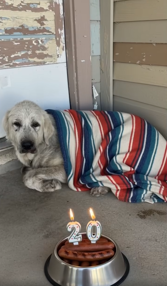 Tweets of Dogs tweet media