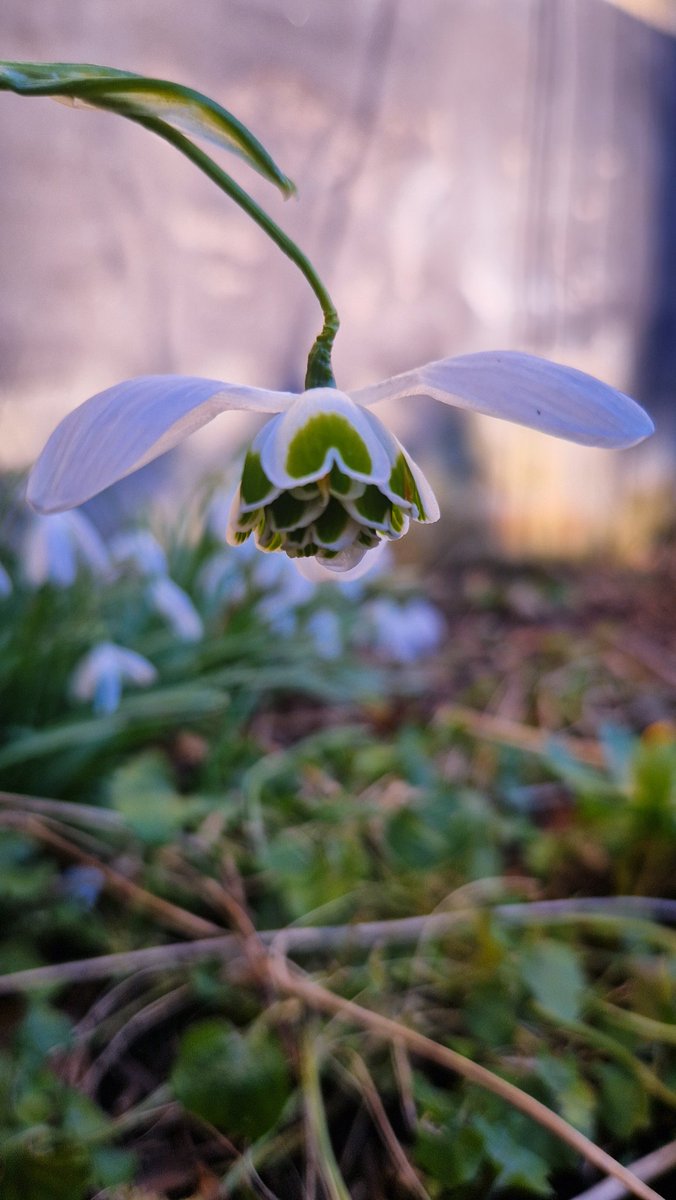 Plantaholic 🌸 tweet media