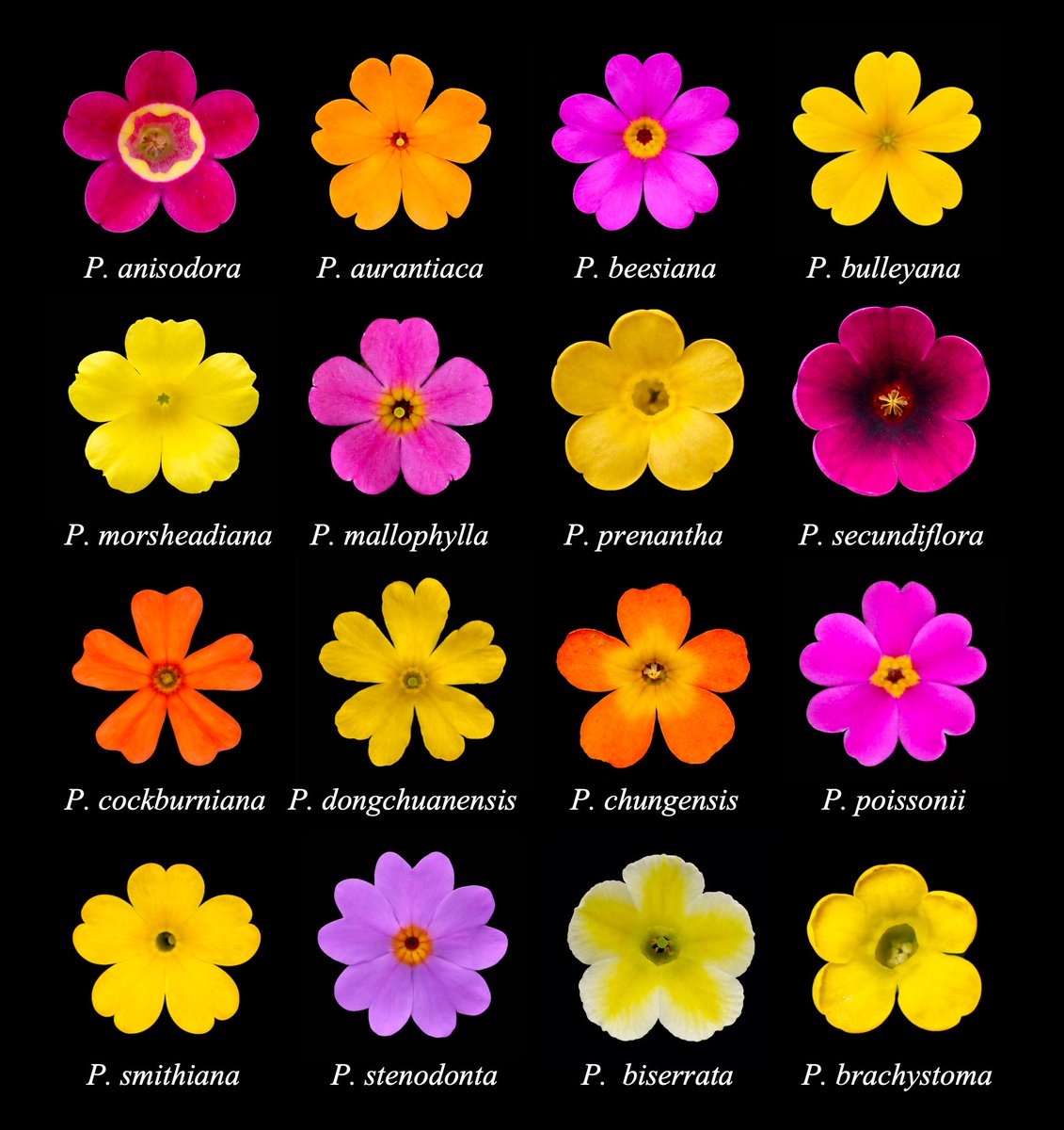 Primula Sect. Proliferae