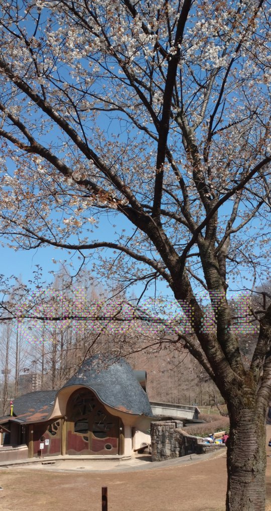 桜🌸咲いてた