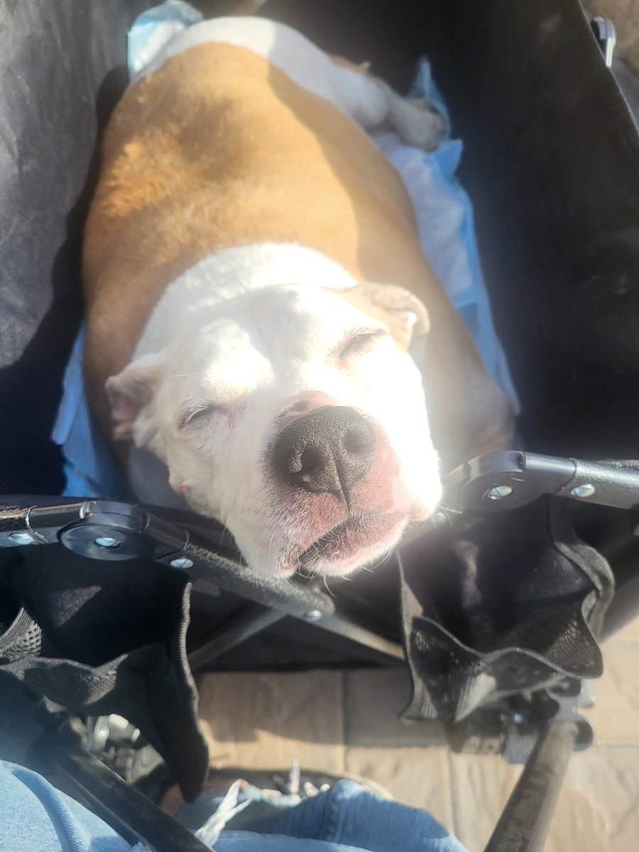 ☆ ʲ ᵘ ˡ ᵉ ˢ ☆ tweet media