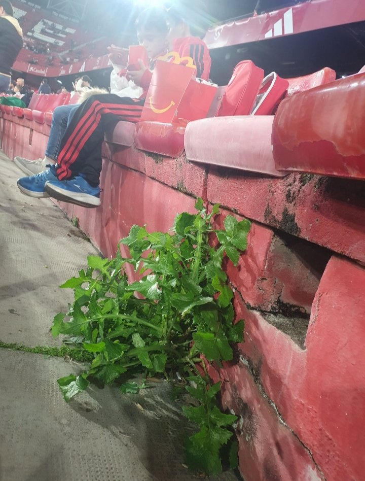 Sevillista Out Of Context tweet media